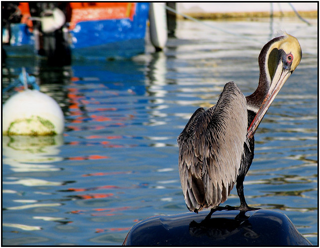 Pelican