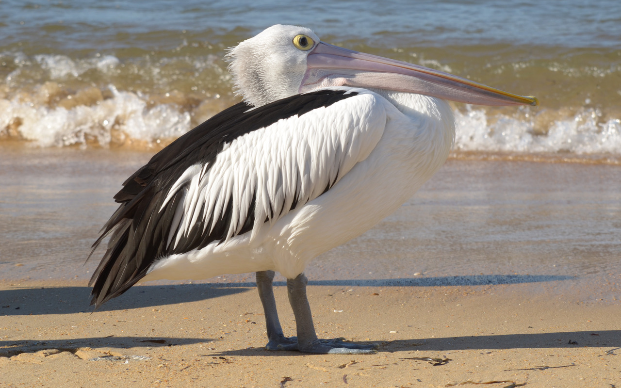 Pelican