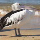 Pelican