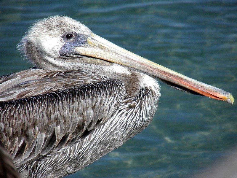 Pelican