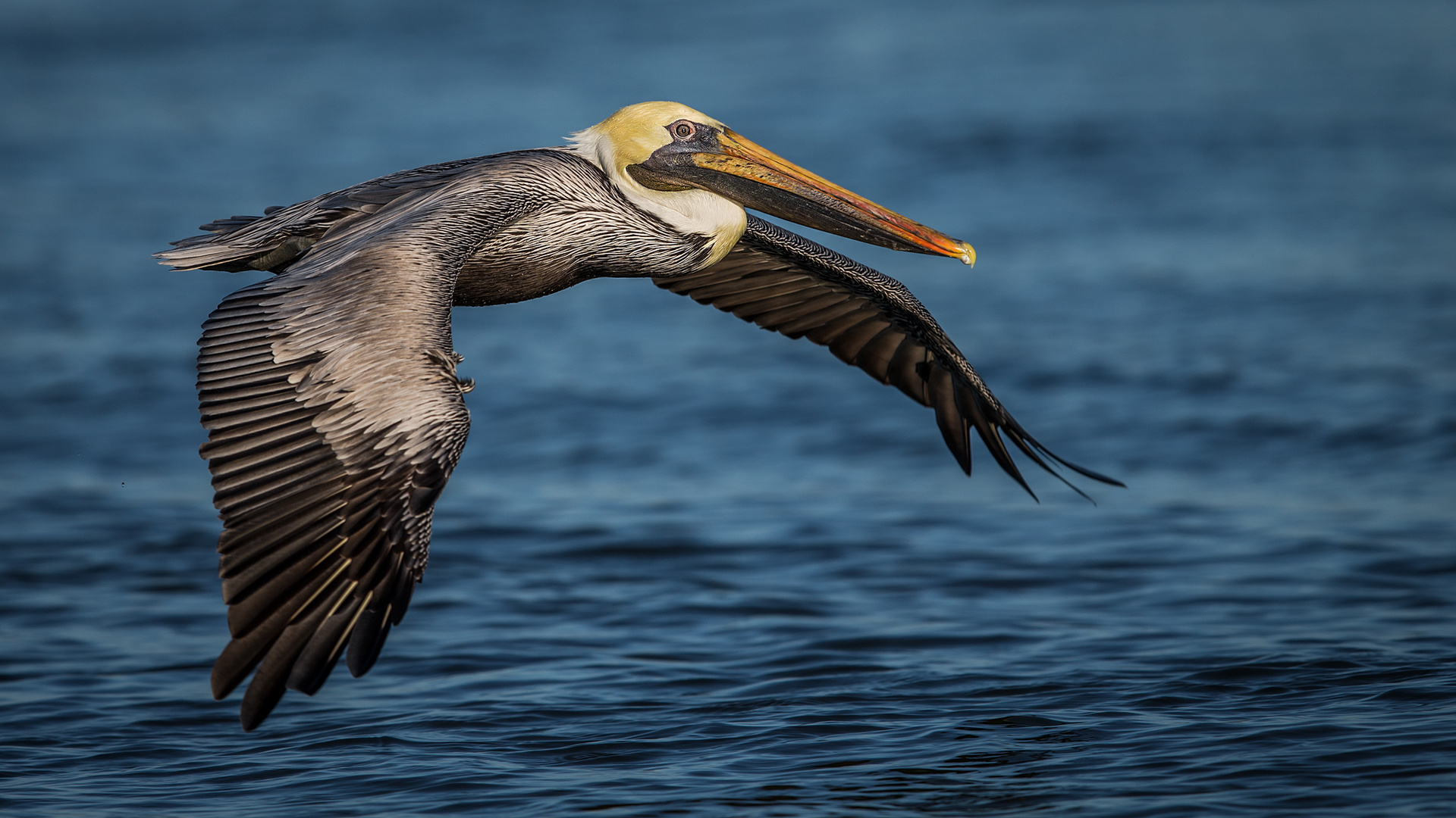 Pelican