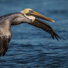 Pelican