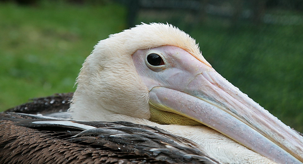 pelican