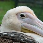 pelican