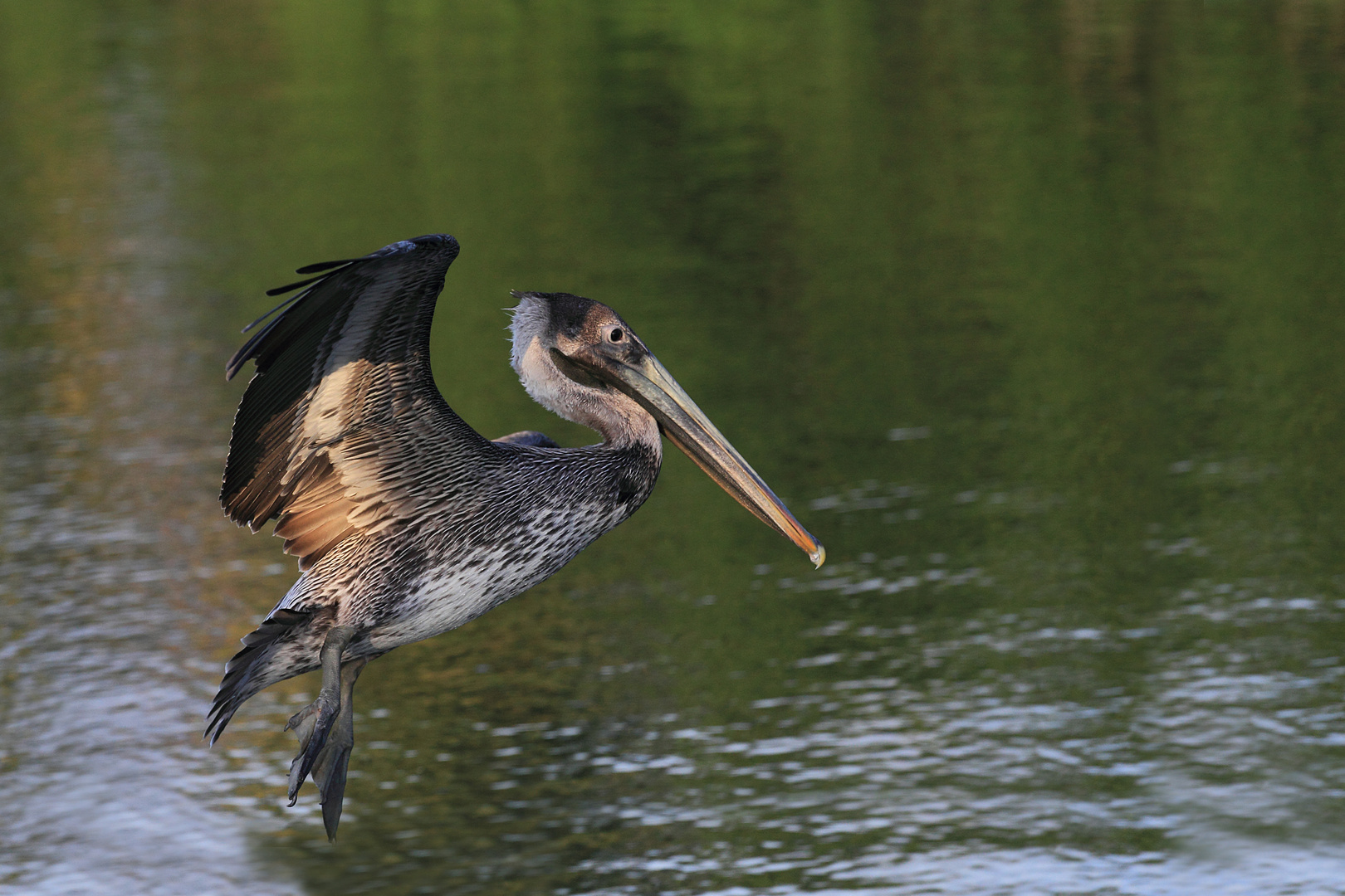 Pelican