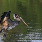 Pelican