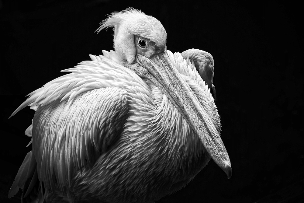 pelican