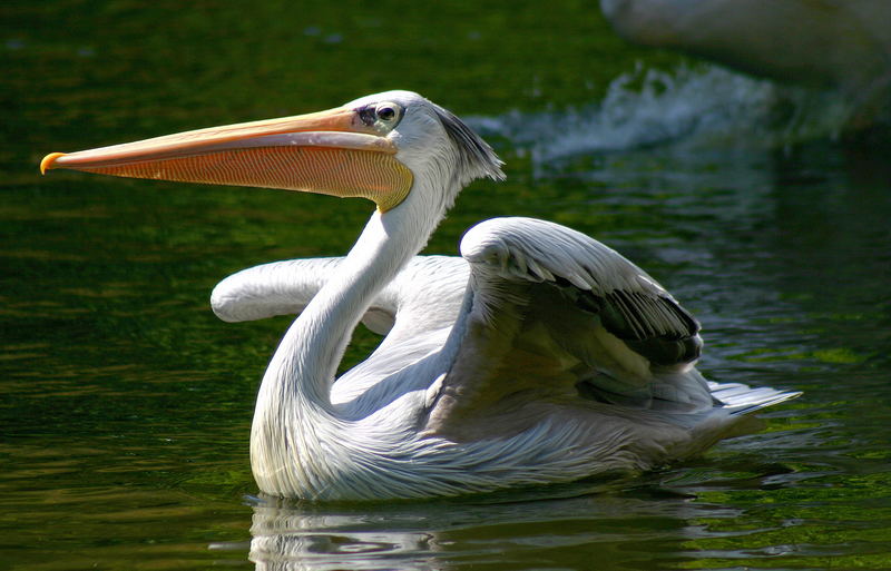 Pelican