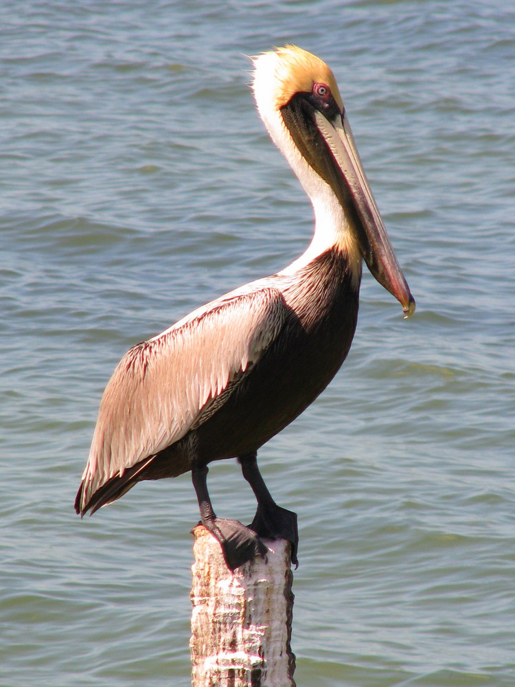 pelican