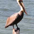 pelican