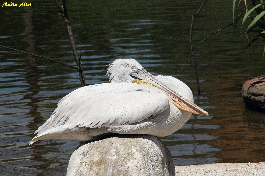 Pelican