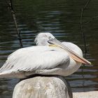 Pelican