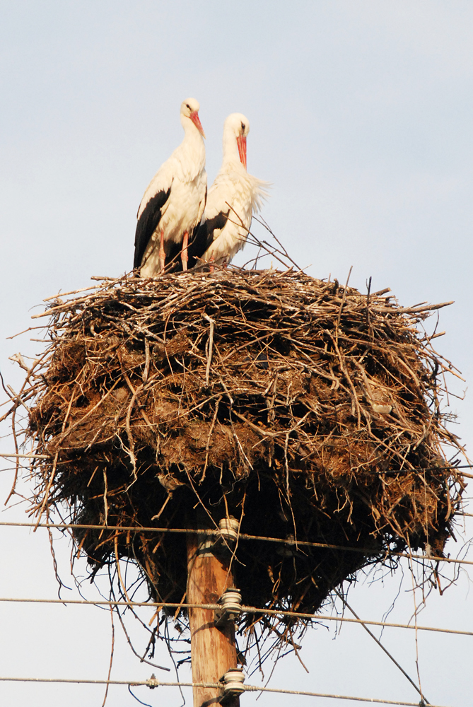 PELICAN