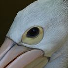 Pelican