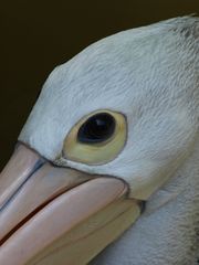 Pelican