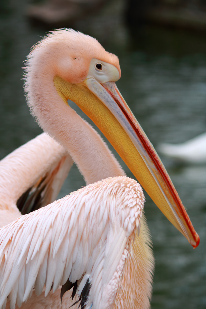 Pelican