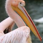 Pelican