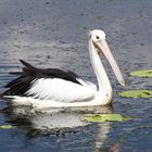 Pelican