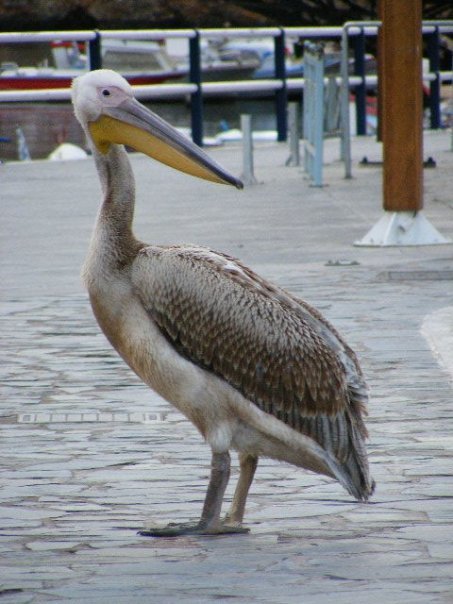 Pelican