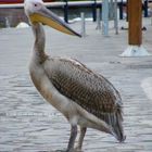 Pelican