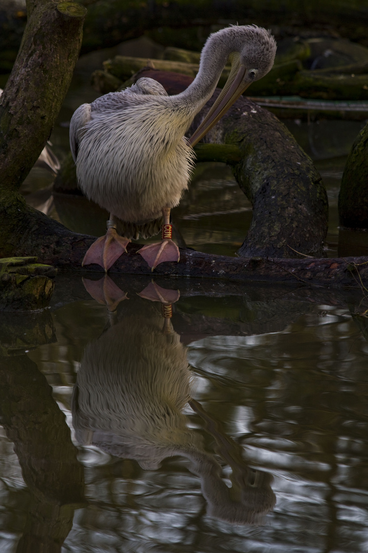 Pelican