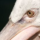 Pelican