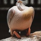 Pelican 