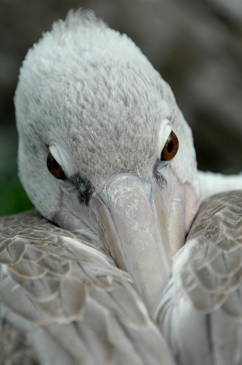 pelican