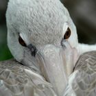 pelican