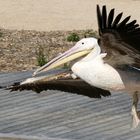 Pélican à l' atterrissage