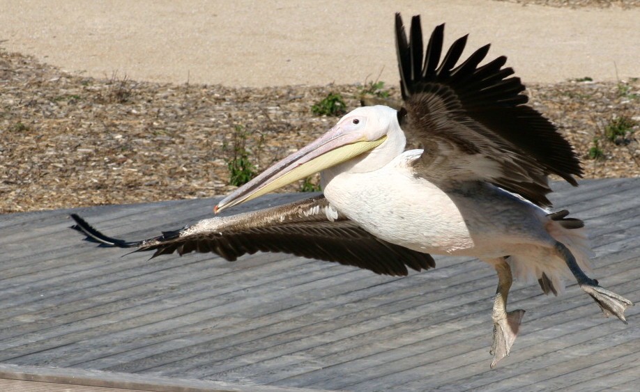 Pélican à l' atterrissage