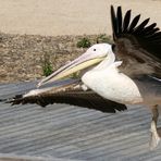 Pélican à l' atterrissage