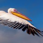 Pelican