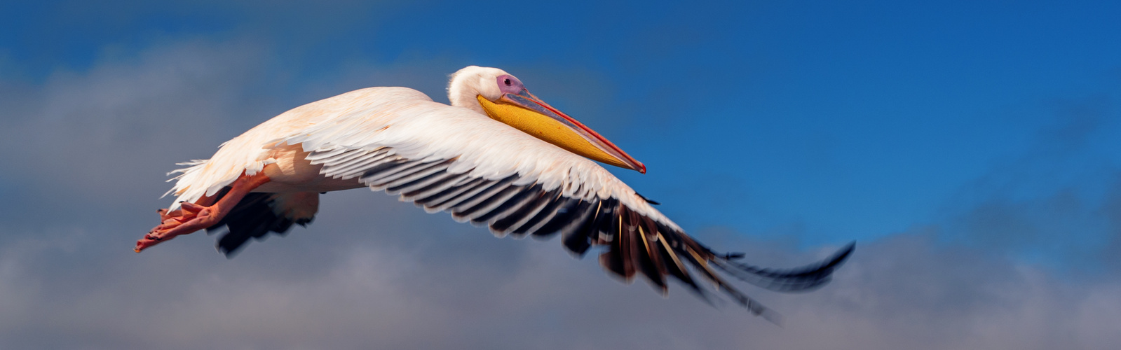 Pelican