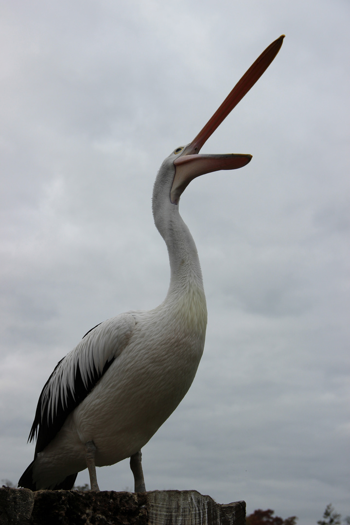 Pélican