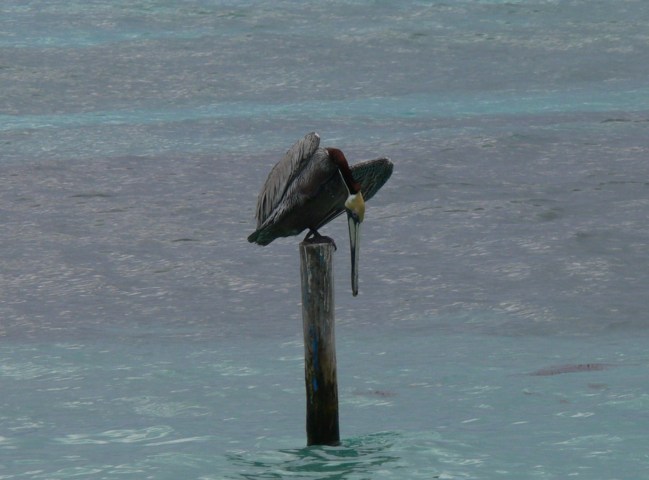 pelican