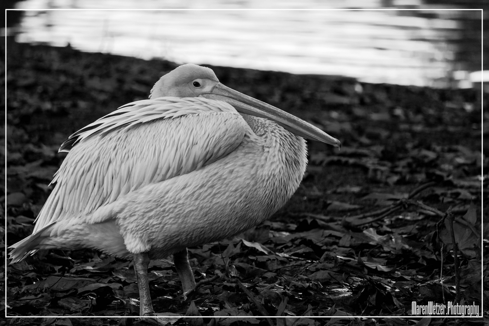 pelican and leaves