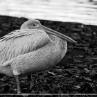 pelican and leaves