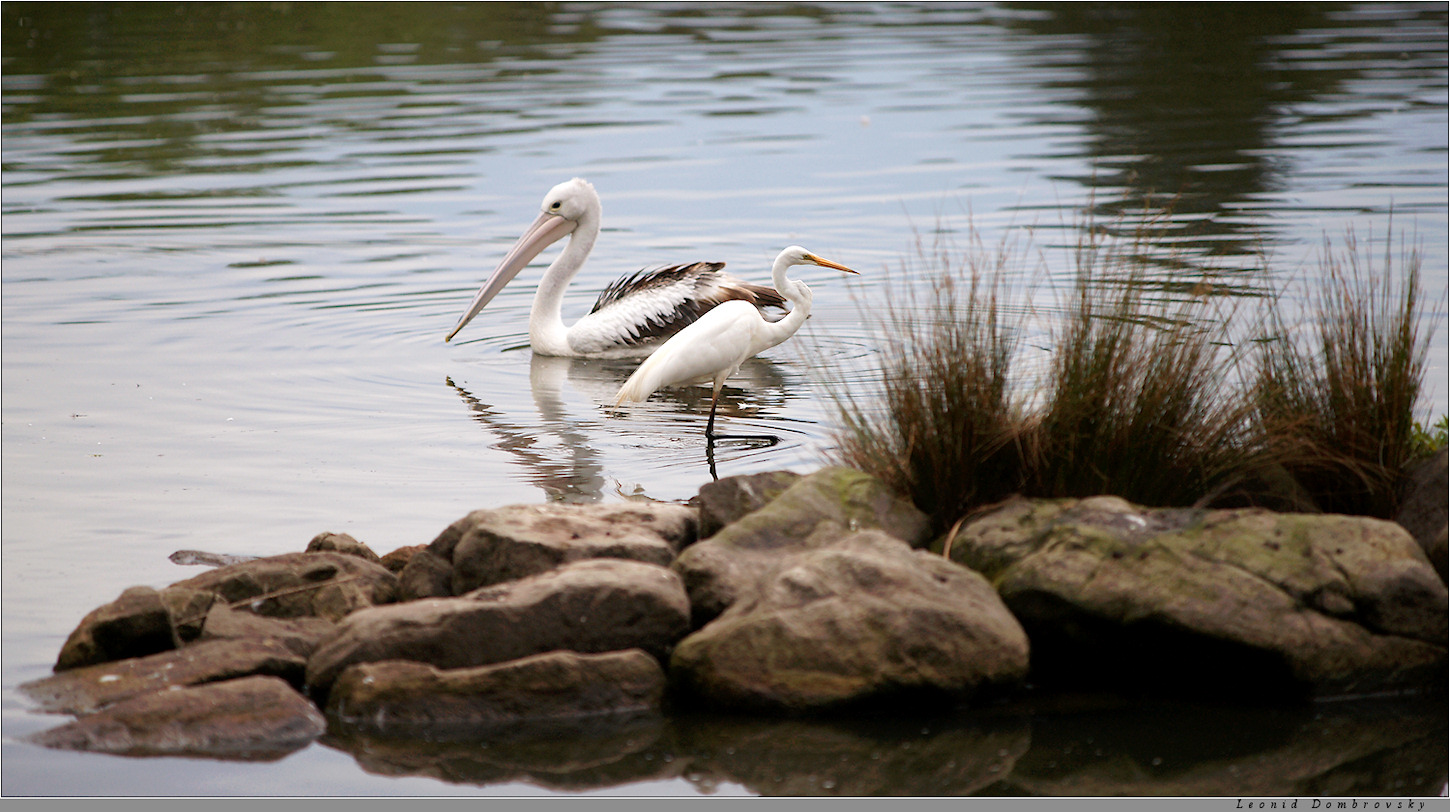 Pelican and white heron