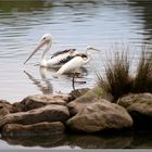 Pelican and white heron