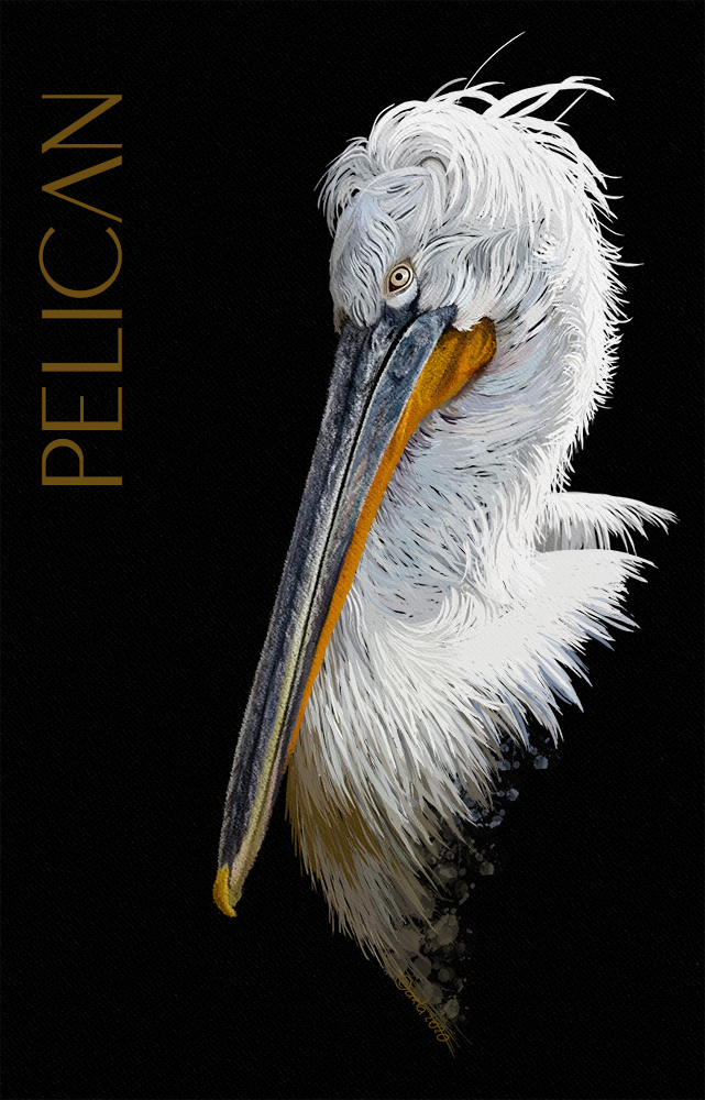 Pelican aquarell