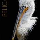 Pelican aquarell