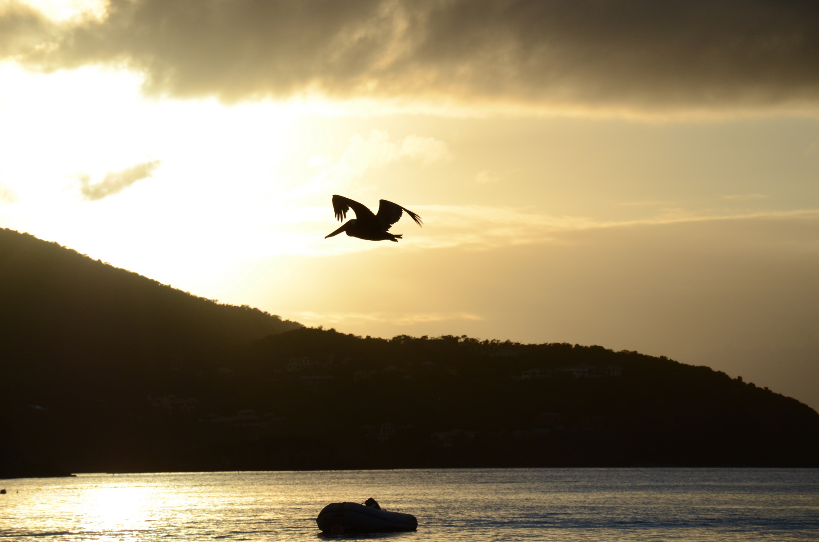 Pelican at Maho Bay