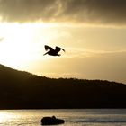 Pelican at Maho Bay