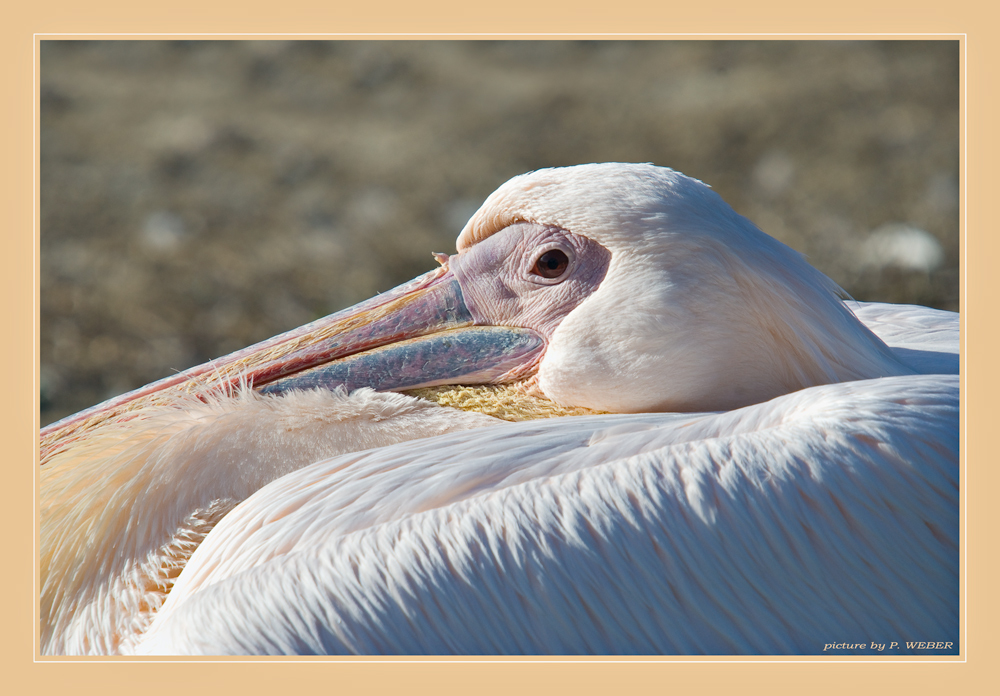 pelican at rest