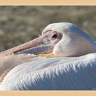 pelican at rest