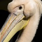 pelican at zoo