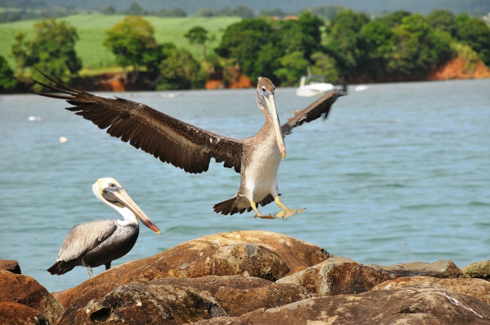 pelican atterrissage