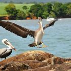 pelican atterrissage