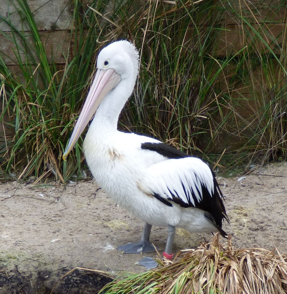 Pélican au zoo de Melbourne - Australie